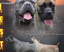 Cane Corso štenci