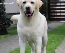 Labrador retriver štenci