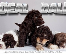 Lagotto Romagnolo štenci