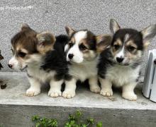 Welsh Corgi Pembroke stenci