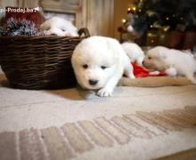 Samojed štenci