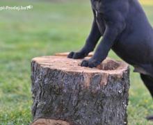 Kane Korso Cane Corso PRELEPI štenci