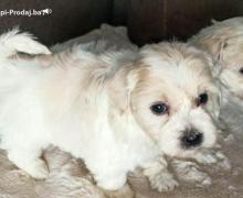 Coton De Tulear štenci