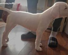 Dogo Argentino štenci