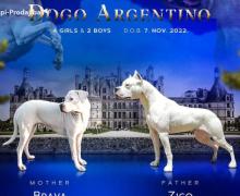 DOGO ARGENTINO štenci