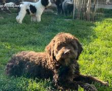 Lagotto Romagnolo SVIH UZRASTA