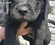 Labrador retriver štenci