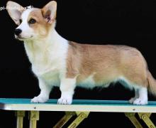 Velski korgi/Welsh Corgi Pembroke