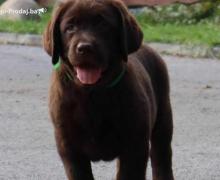 Labrador retriver štenci