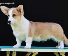 Velski korgi/Welsh Corgi Pembroke