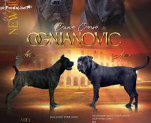 Cane Corso Kane Korso