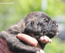 Cane Corso štenci