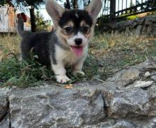 Welsh Corgi Pembroke stenci