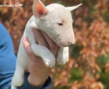 Minijaturni Bull Terijer štenci