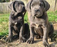 Cane Corso VRHUNSKI štenci