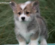 Velski korgi/Welsh Corgi Pembroke