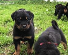 KC Rottweiler puppies Available for sale.