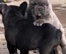 Home raised French Bulldog puppies available.
