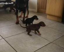 Top home raised Doberman  puppies for sale