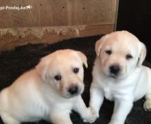 KC Labrador Retriever puppies!