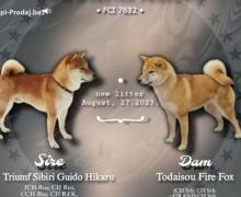 Shiba Inu štenci