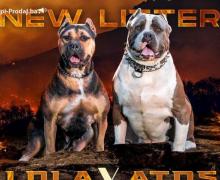 Američki Buli American Bully štenci