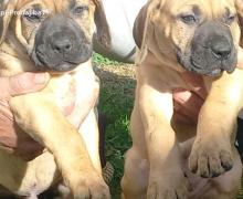 Presa Canario štenci