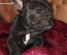 Francuski Buldog štenci
