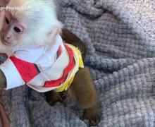 Prodaja vrhunskih beba kapucin majmuna