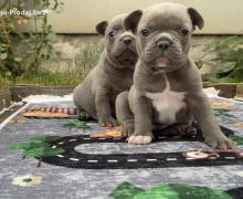 Francuski Buldog Exotic