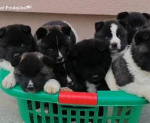 Američka Akita štenci