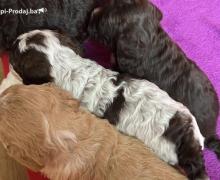 Lagotto Romagnolo štenci