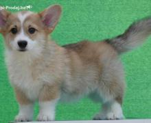 Velski korgi/Welsh Corgi Pembroke