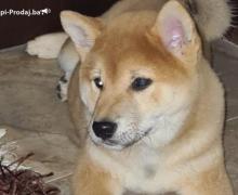 Shiba inu POVOLJNO