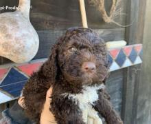 Lagotto Romagnolo štenci