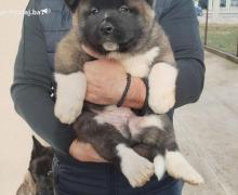 Američka Akita štenci