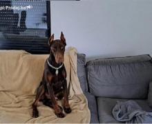 Doberman