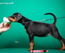 Doberman štenci vrhunskog porekla