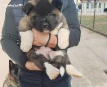 Američka Akita štenci