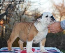 Engleski buldog