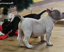 American bully micro-pocket