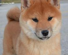 Shiba Inu Štenci