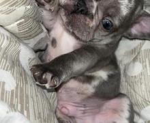 Francuski Buldog Standard i Exotic