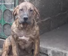 Presa Canario štenci