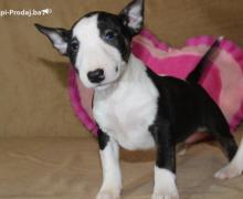 Mini Bull Terijer štenci