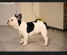 Francuski buldog