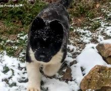 Americka Akita