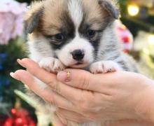 Velski korgi/Welsh Corgi Pembroke