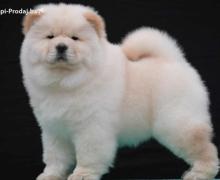 Chow Chow Cau Cau Čau Čau