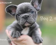 Plavi francuski buldog